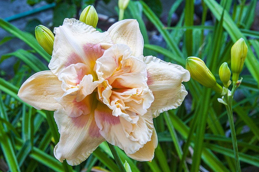 Double Peach Lily