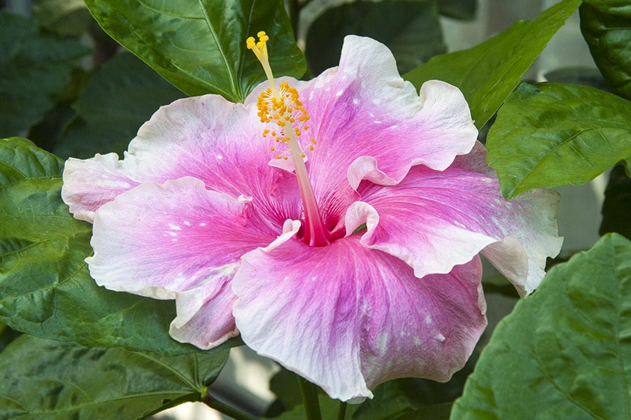 Buckeye Colours Hibiscus