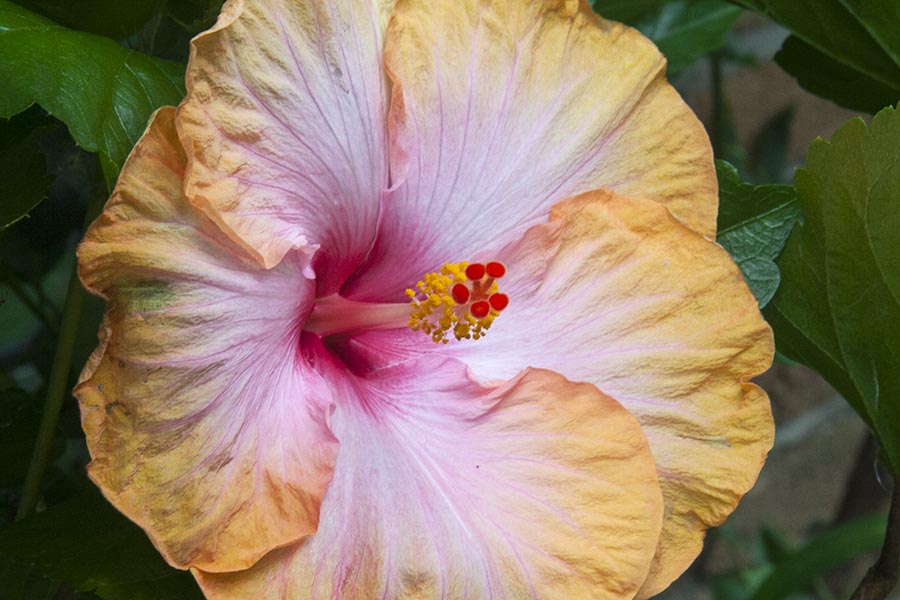 Northern Lights Hibiscus
