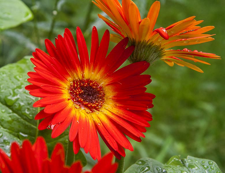 Gerbera Daisies