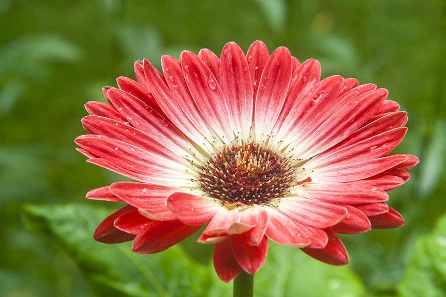Single Daisy