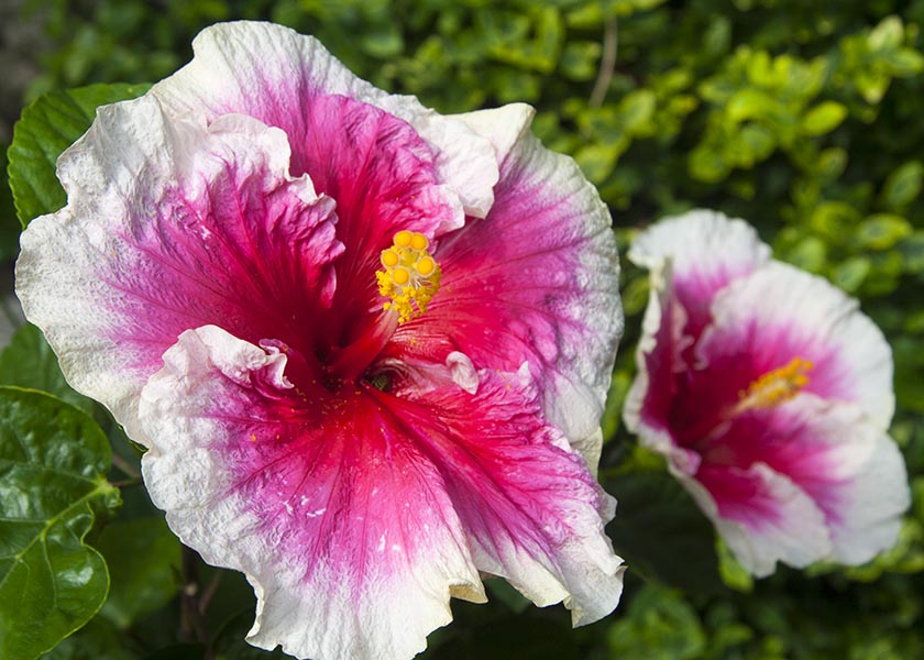 Favourite Pink Hibiscus