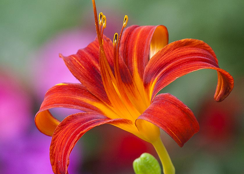 the Very Last Day Lily