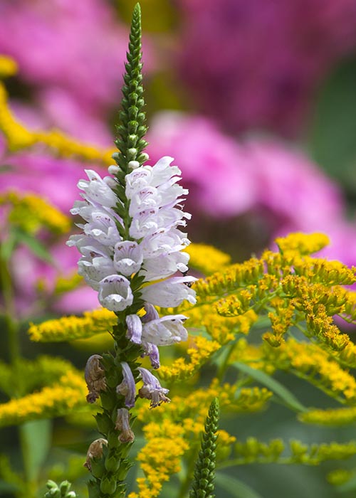 False Dragonhead & Goldenrod