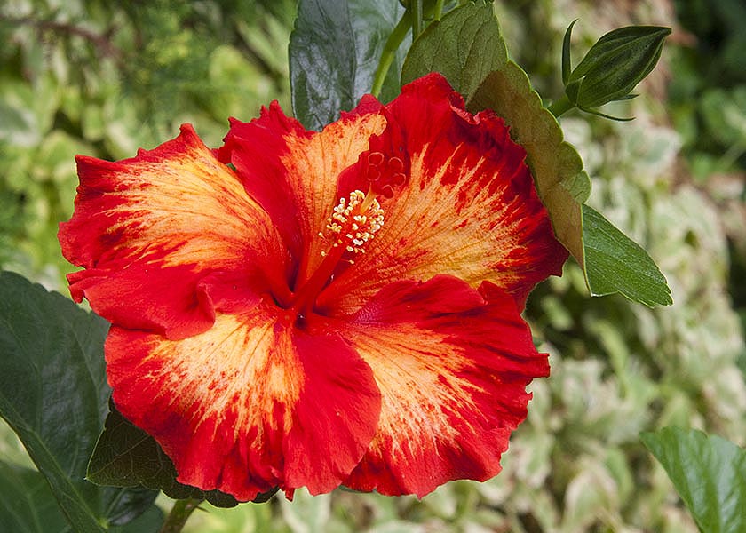 Chads Hibiscus Flower