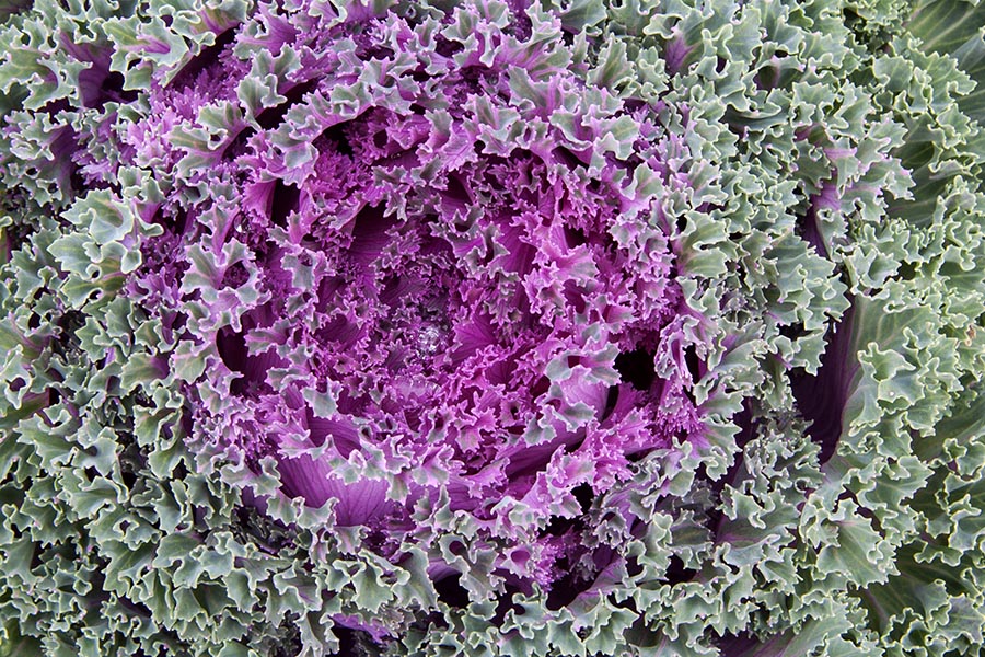 Ornamental Cabbage