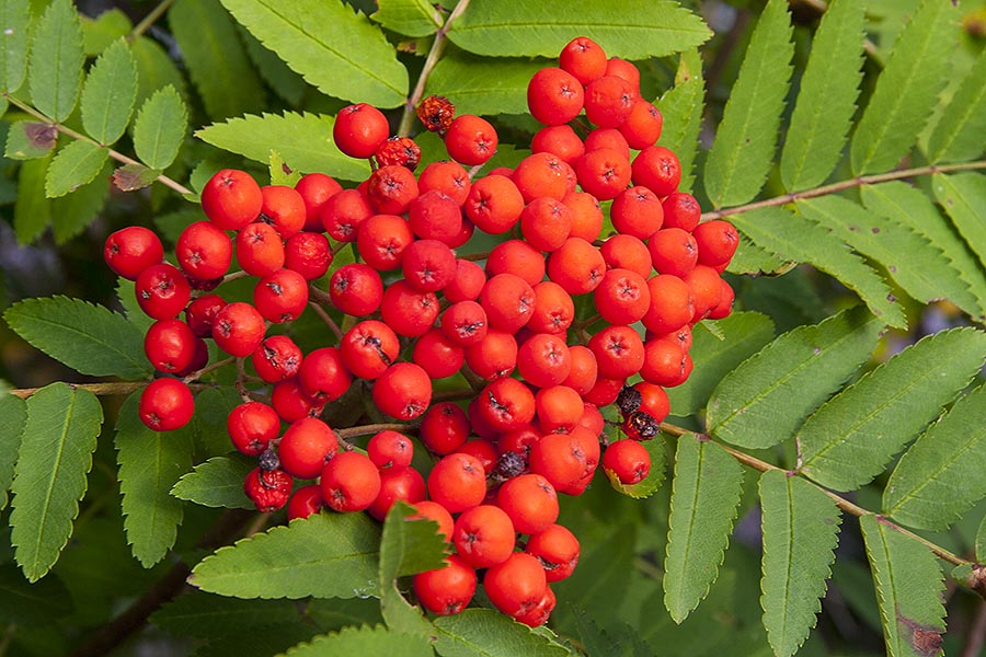 Red Berries