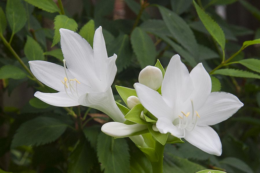 Hosta Flowers  