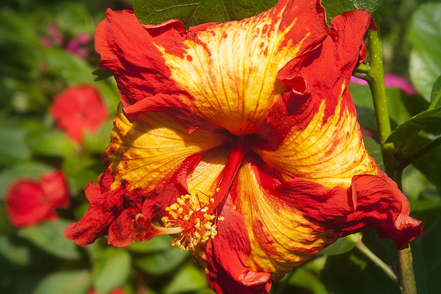Chads Hibiscus Flower