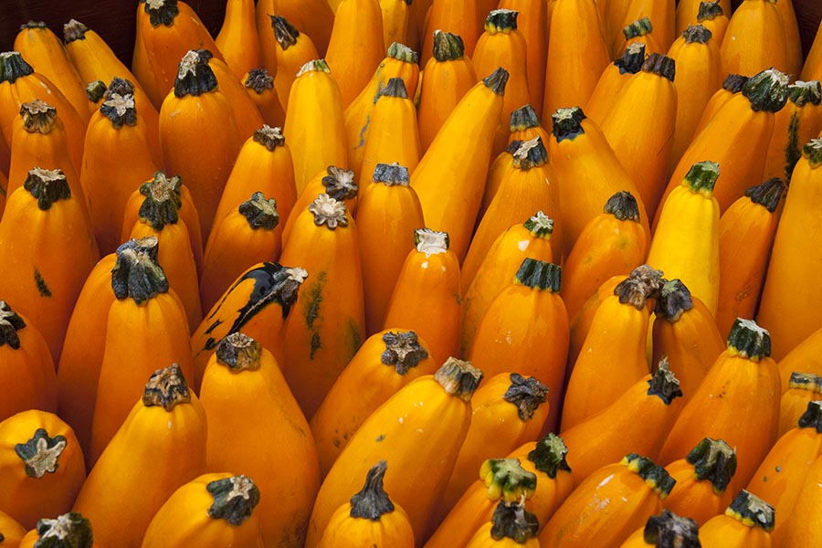 Rows of Orange Gourds