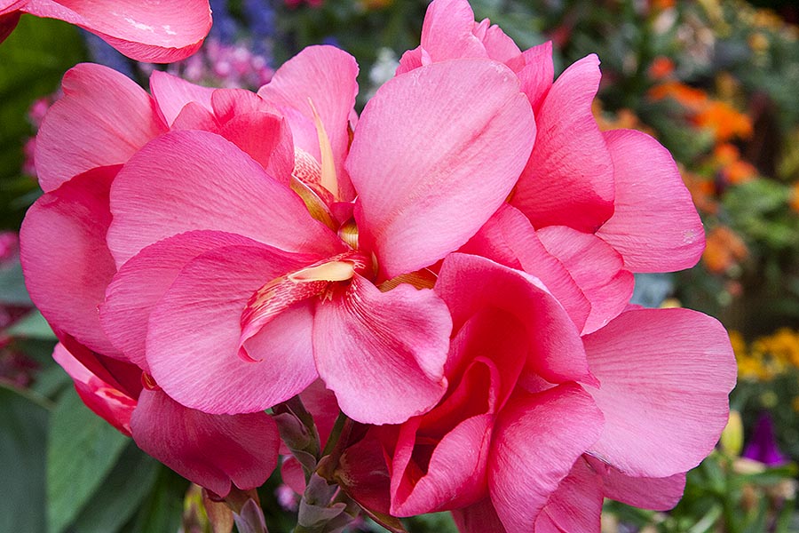 Colourful Canna