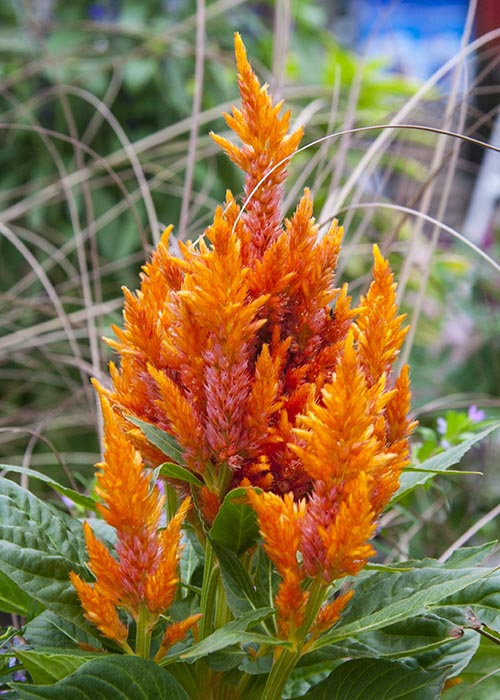 Celosia