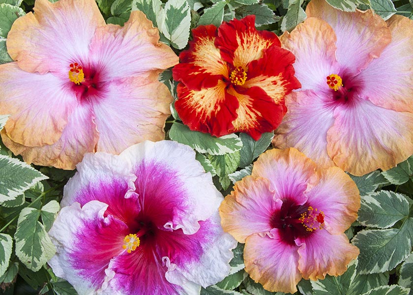 Hibiscus Blooms