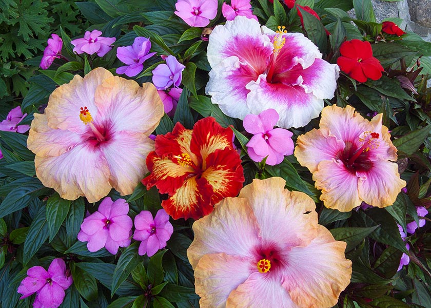 Hibicus and Impatiens