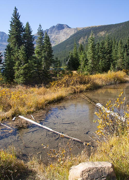 Stream Near Cameron Lake