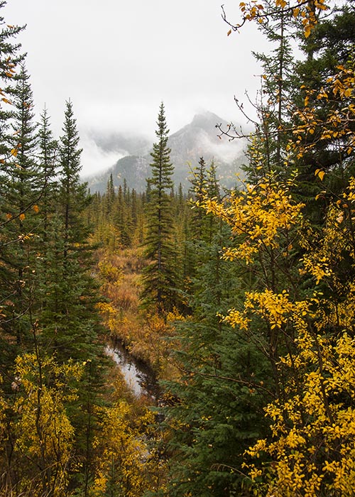 Fall Foliage in Banff