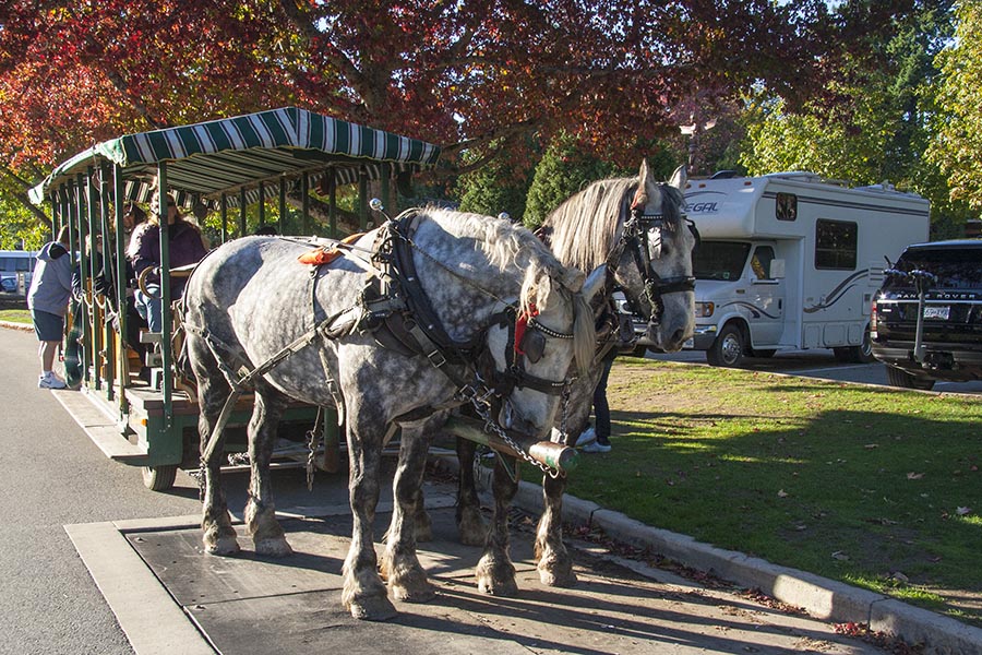 Horse-Drawn Buggy in Stanley Park
