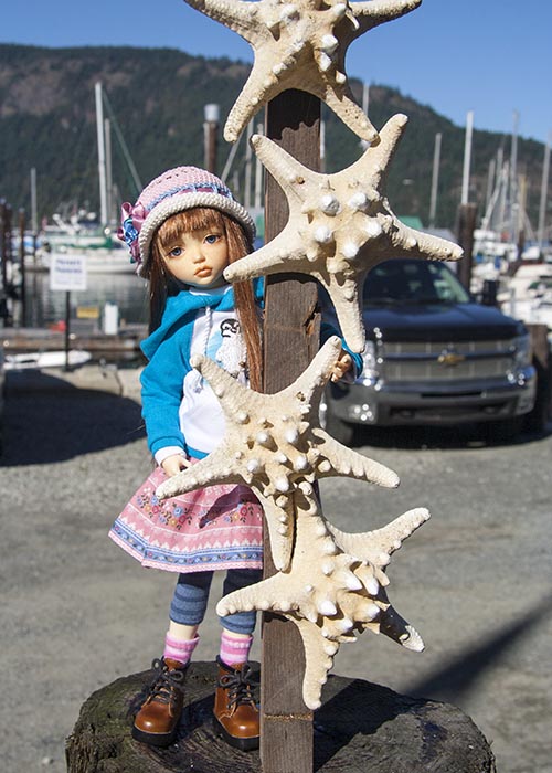 Starfish in Cowichan Bay