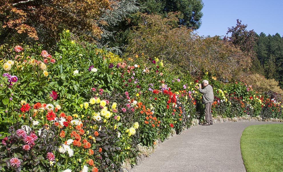 the Dahlia Border