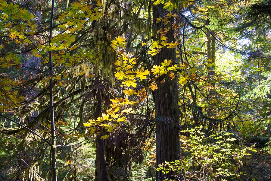 Golden Maples in Cathedral Grove