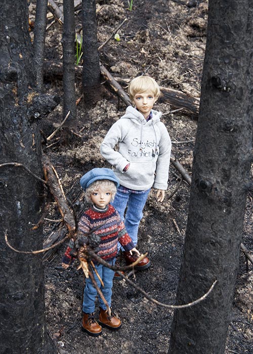 In the Burnt Forest