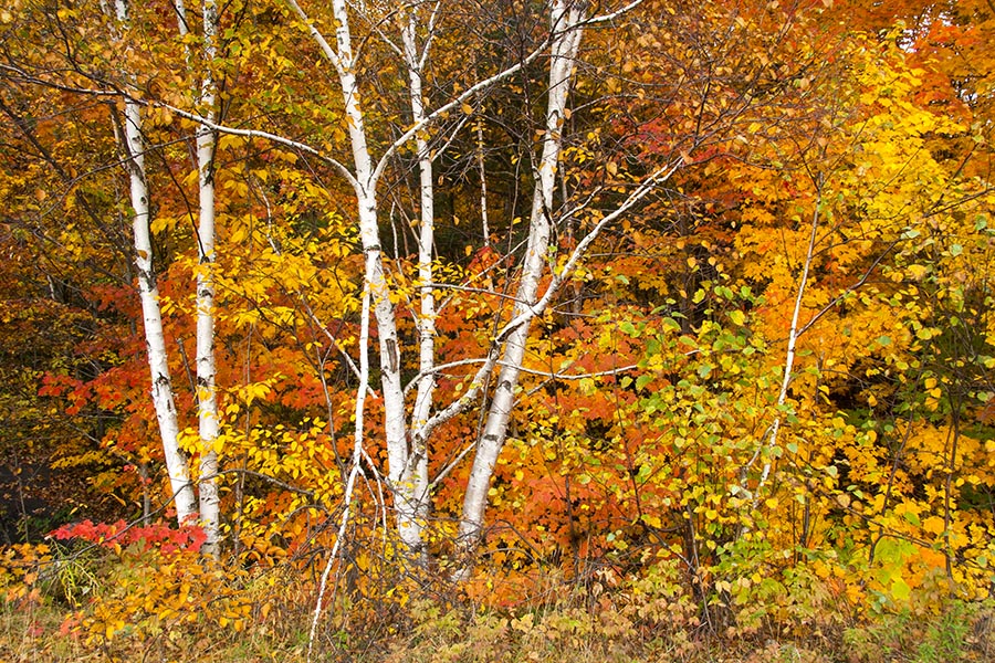 Autumn Splendour