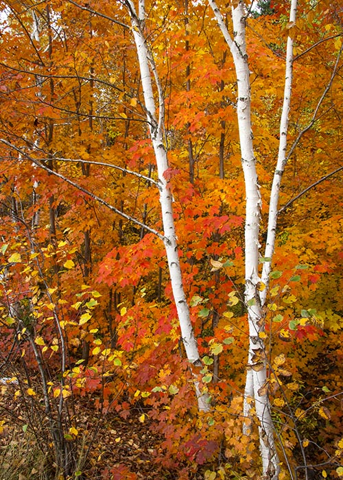 Birches
