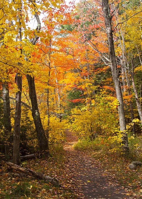 Woodland Trail