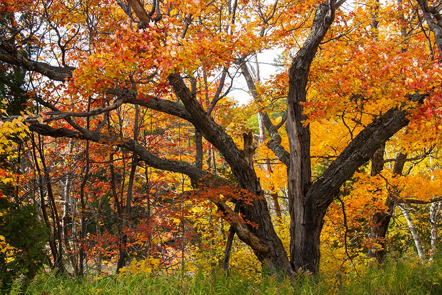 Magnificent Maple