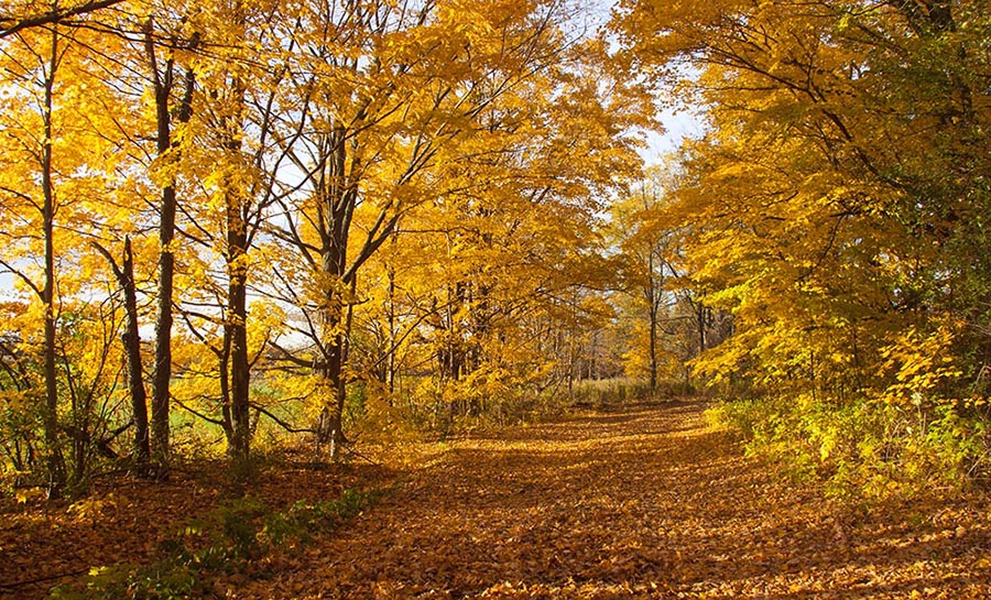 Golden Maples  