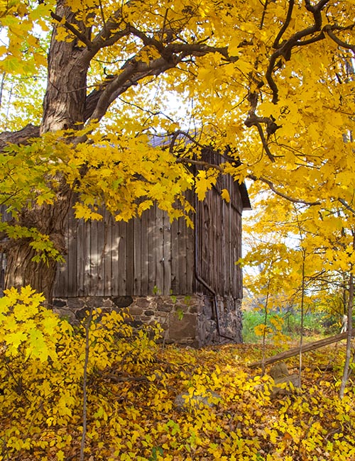 Old Barn