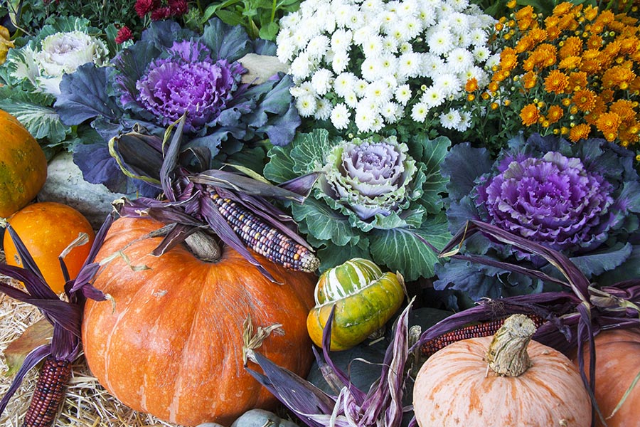 Pumpkins and Cabbages