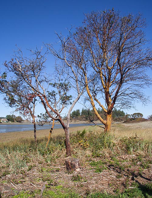 Arbutus Trees