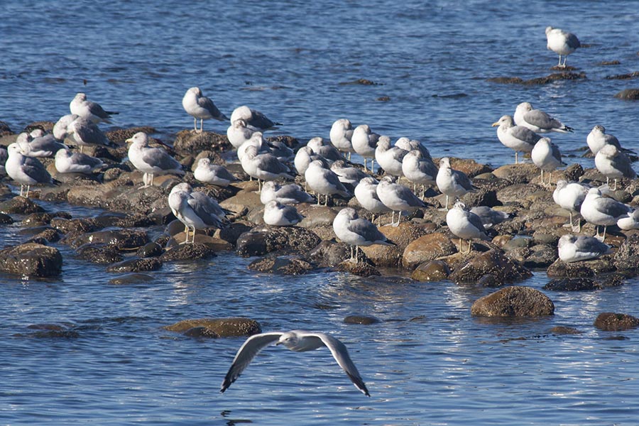 Seagulls Along the Shore