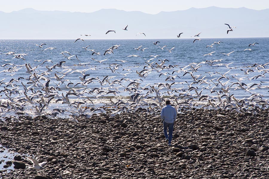 Frightening the Seagulls