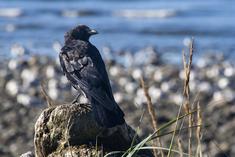 A Raven
