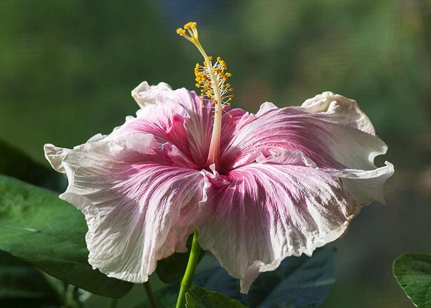 Hibiscus in the Sun