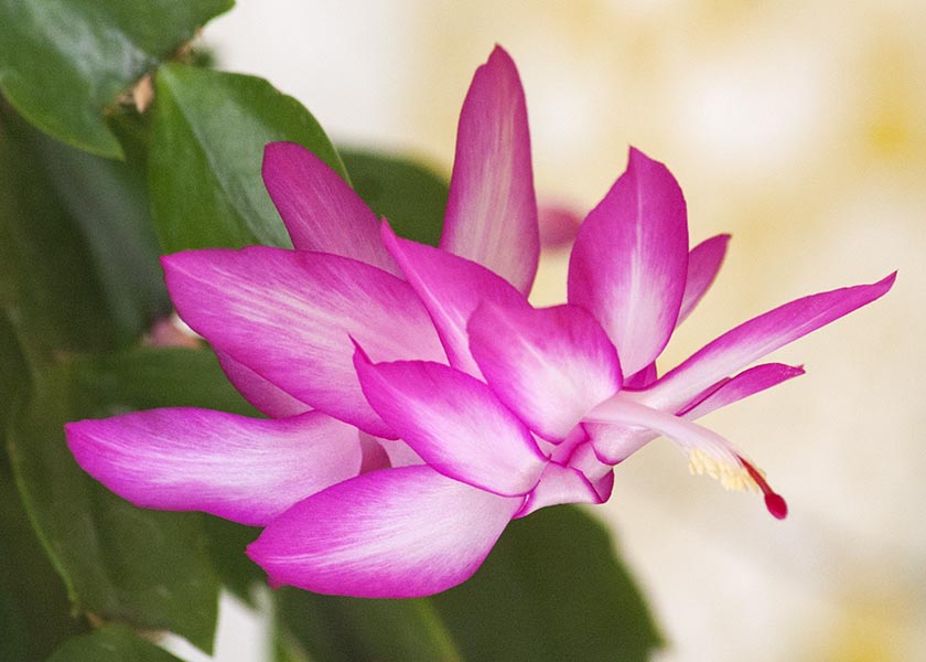 Magenta Christmas Cactus