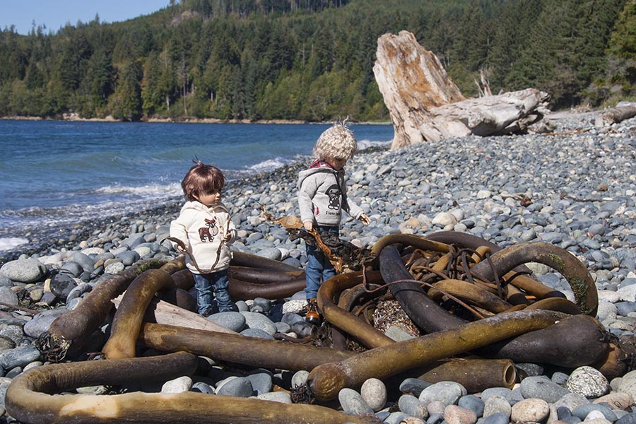 Giant Kelp