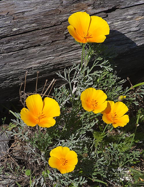 Gold Poppies