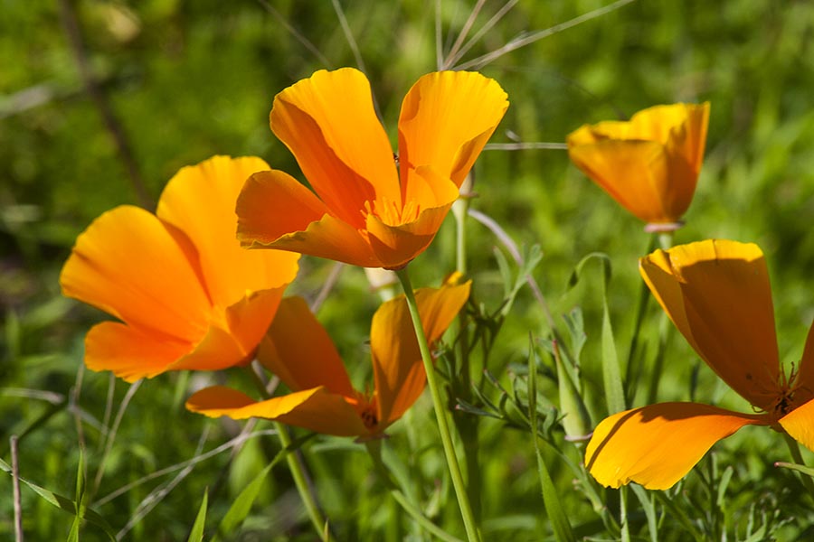 More Gold Poppies