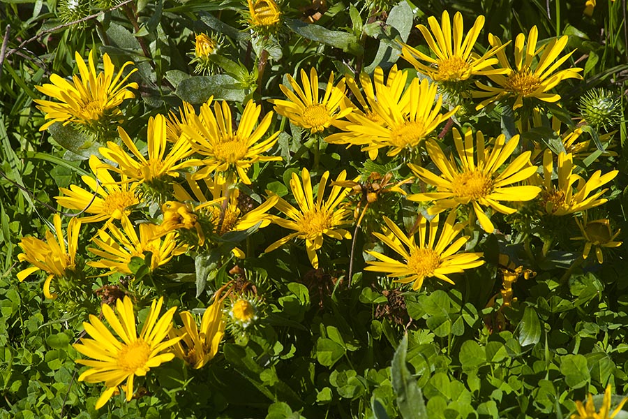 Yellow Wildflowers