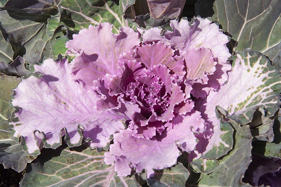 Cabbage Close-Up