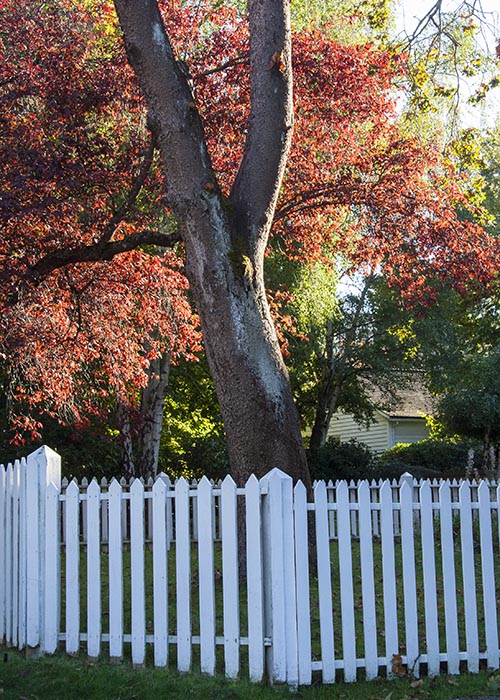 Red Tree with White Picket fence