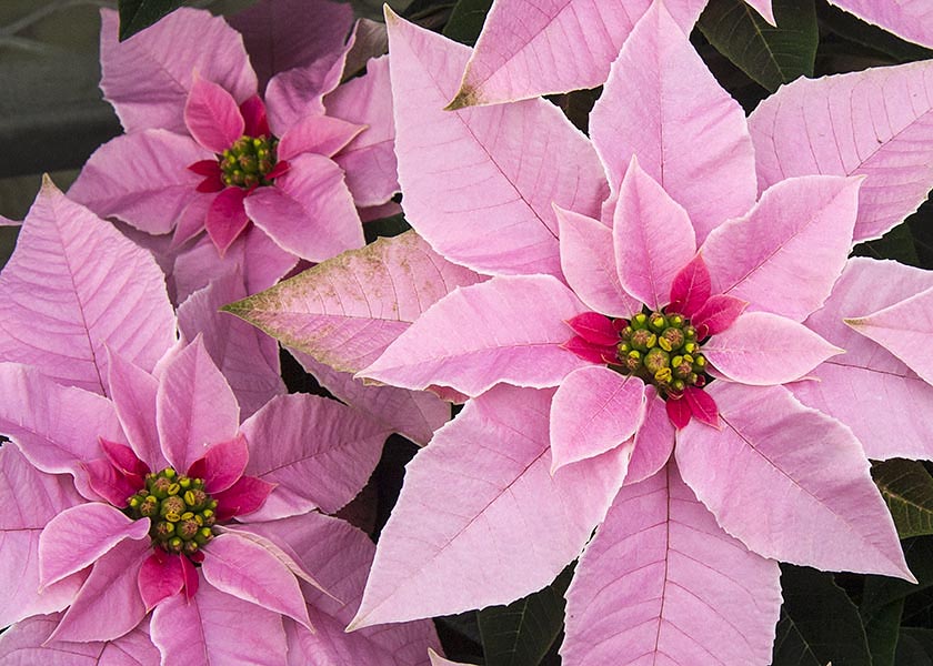 Pink Poinsettia