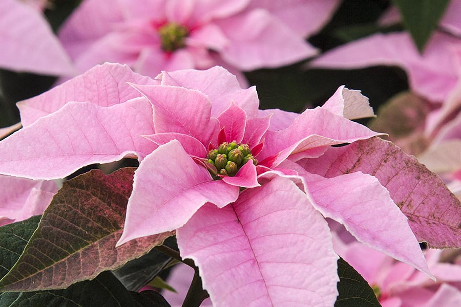 Another Pale Pink Poinsettia
