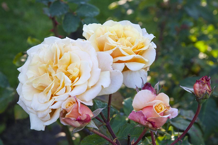 Autumn Roses