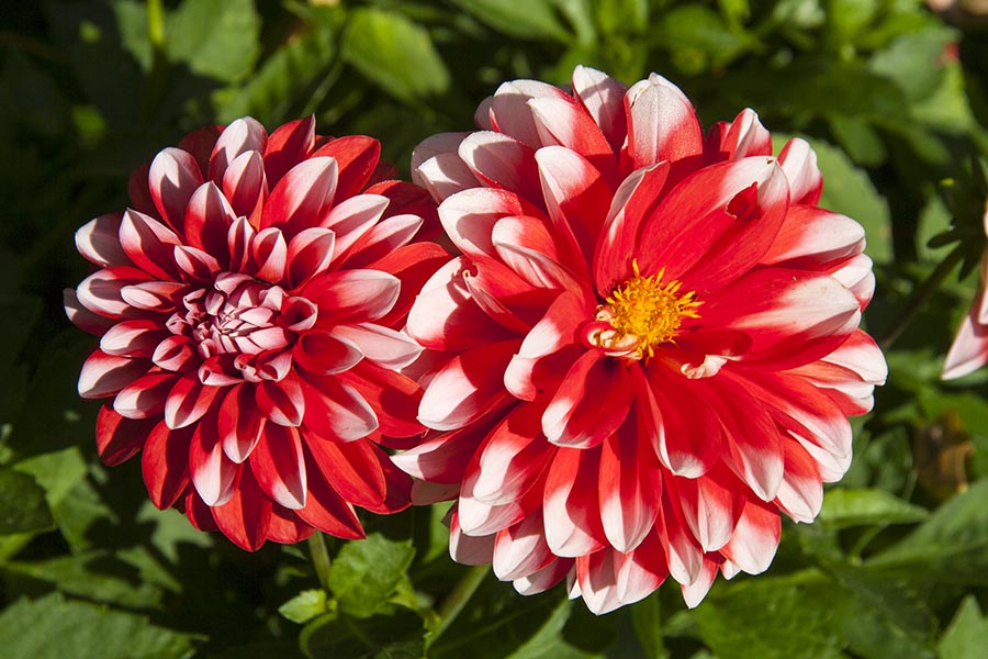 Dahlias in the Morning Sun