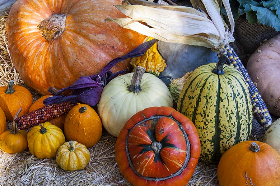 Gourds and Pumpkins