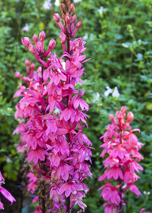 Cardinal Flower